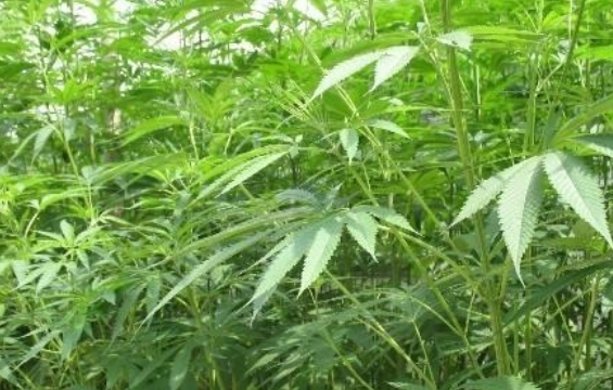 价格高过“黄金”的野草，只有两个地方能种植，价值珍贵能入药