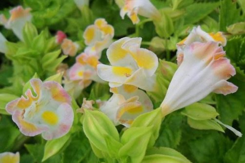  『小花』阳台光照强烈，养这几款小花，温度越高开花越旺，花开满屋飘香！