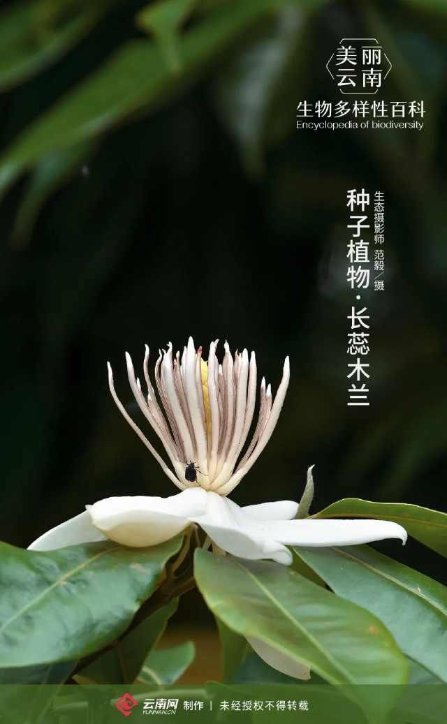  『种子』「生物多样性百科」种子植物长蕊木兰：登上邮票的明星物种