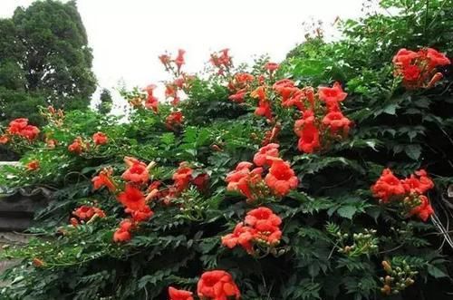  「花朵」阳台种这8种植物，不仅漂亮，年年夏天都不热了