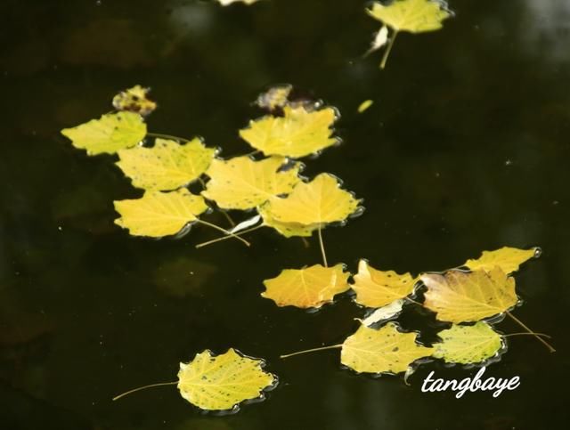 金色的秋天，大自然真是个杰出的画家，把这闪闪烁烁金黄的秋叶奇