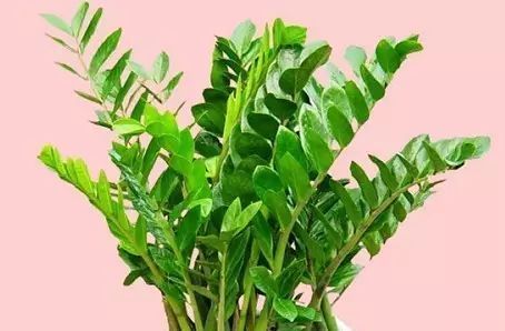  照好的地方：多肉没养多久就枯萎怎么办?老园丁告诉你,这才是多肉的浇水方式