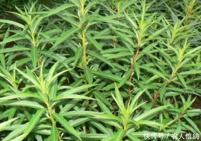  解酒：一野草引农民厌烦，繁殖能力强悍，老农：对解酒有效果