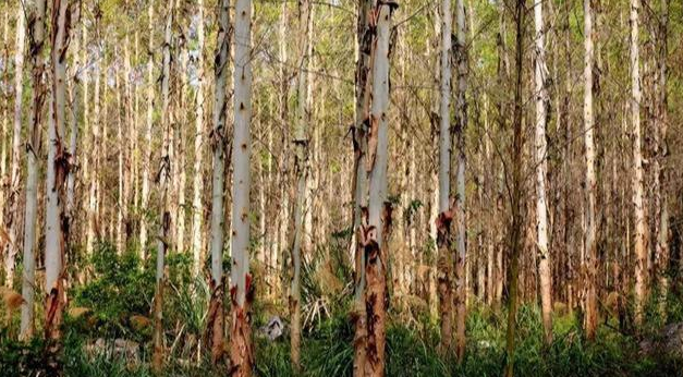  水土保持|为什么桉树被称为“断子绝孙树”？