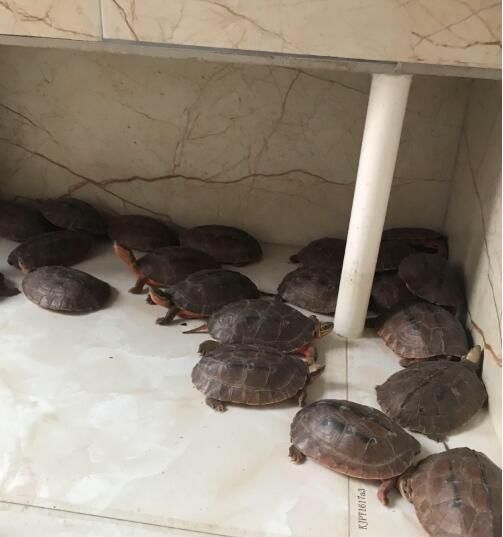 被乌龟咬住怎么办