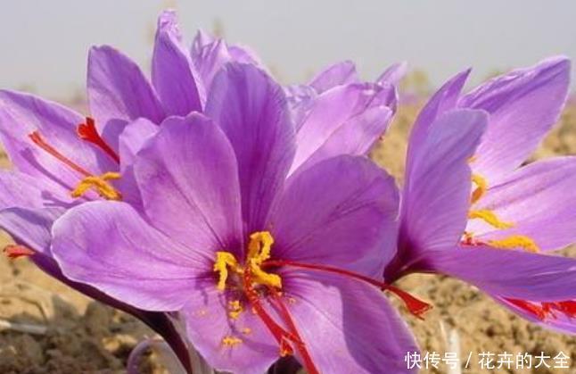 神灵|此花寓意“爱恋当中不同感受”,草本植物中的神灵之花!芳香迷人