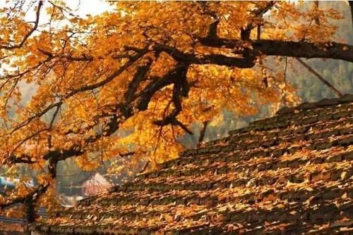 杭州这一古村庄，深秋金黄银杏叶子，隐藏江南绝美秋景