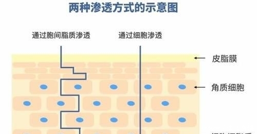  『发挥作用』每天花在护肤上时间不少，但为何总是不如别人效果好？