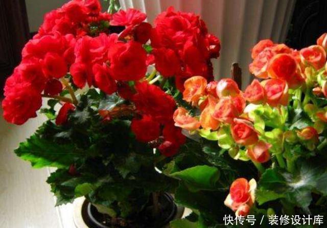  不妨就去养@这“3种”植物，回家养1盆，哪怕天再“冷”，叶片、花朵也旺盛！