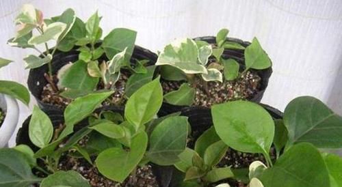  生根液■扦插三角梅，“白糖水”里泡一泡，嗖嗖长出大白根，太好用了