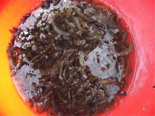  #养殖户#去年一斤150元热销，但养殖户巨亏，今年跌至90元，却卖