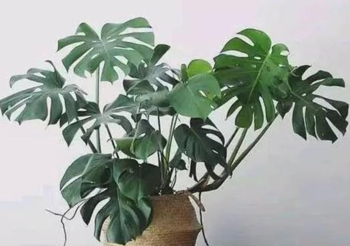  「虎皮兰」养花别错过这4种，美丽大气一点不矫情，养第三种财运更旺！