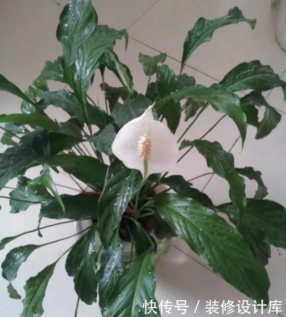 『技巧』养花技巧:一帆风顺开花小,不开花,掌握3点,花开不断养爆盆!