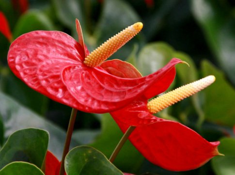  『夏季』想要醒来就有花看，不妨在阳台养这些花朵，好养易爆，阳台全是花