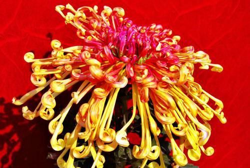  「喜欢」喜欢菊花，就养盆“菊中珍品”?开龙夕宮，似飘舞贯珠，端庄优雅