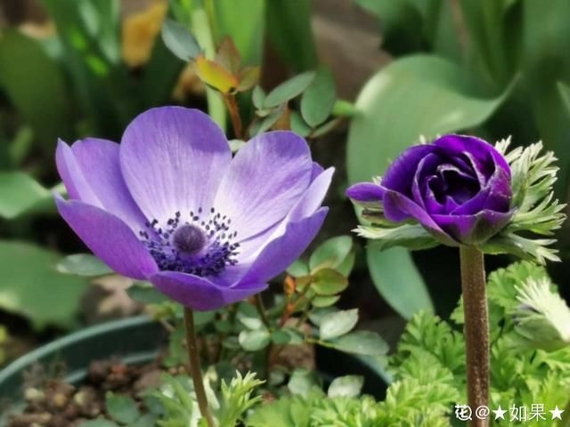 「适合」花朵娇艳的银莲花,开花比虞美人好看,适合新手养