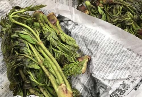  救命：北方1种树上野菜，曾是“救命粮”，如今成高价菜，一斤卖