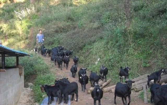  「城市里」不愿打工，不如选择回农村创业，这几个创业点子，“