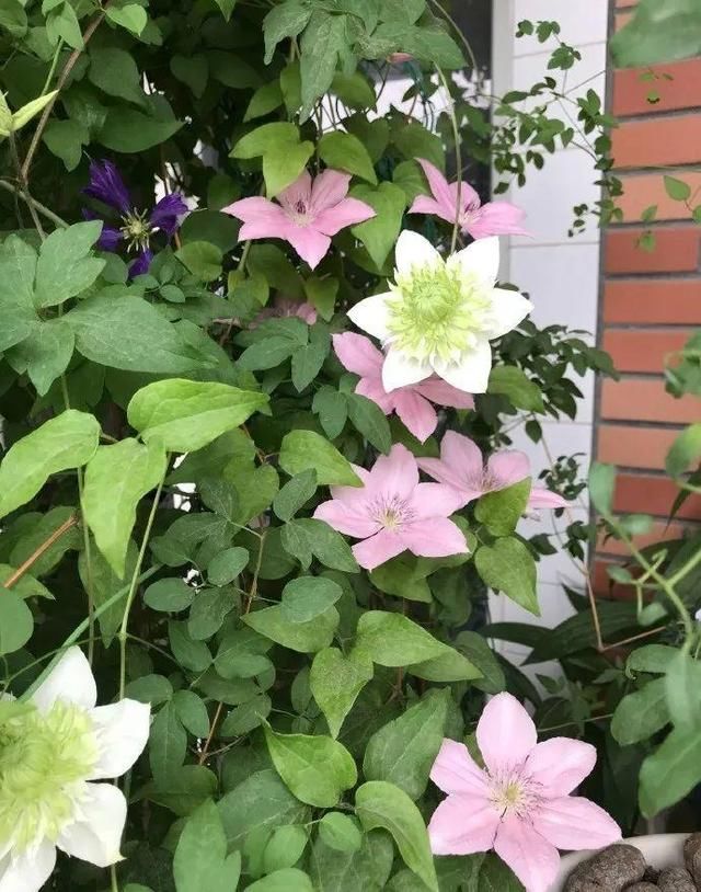  「球老师爱吃薄荷冰淇」封闭阳台养花，防盗窗有大用，1平米也能变花园！