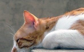  停止■巴西短毛猫以及当猫停止进食时意味着什么？