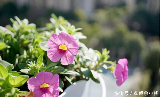 「家里」喜欢在家里养花,就选此3种,花大色艳花期长,养出美丽小花园
