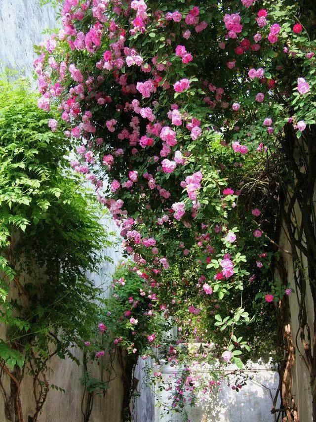  「城市」花开花落，这就是你想要过的生活，花开花落一辈子