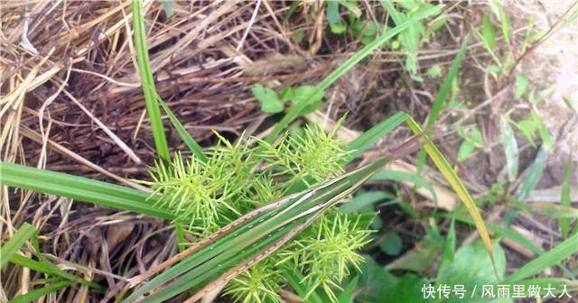 农村顽固杂草之首，农民气得牙痒痒，小时候错当美味，原来真是宝