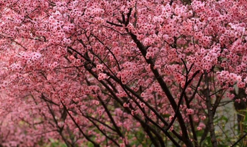 【红叶李】这6种植物，一到春天满树繁花，路过花瓣都能落头上！