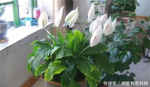  『叶子』养花经常掉叶子？可能是浇水出问题，赶紧改了，别忽视！