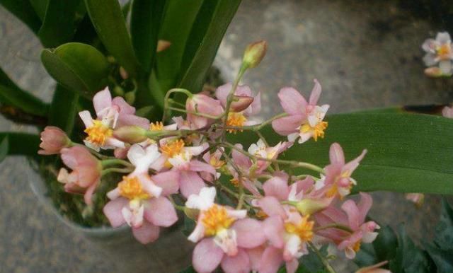  『轻盈』此花，花茎轻盈下垂，花朵奇异可爱。