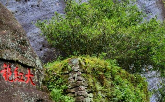  「见血封喉」国内最特别的三棵树：一棵价值上亿，一棵刀枪不入