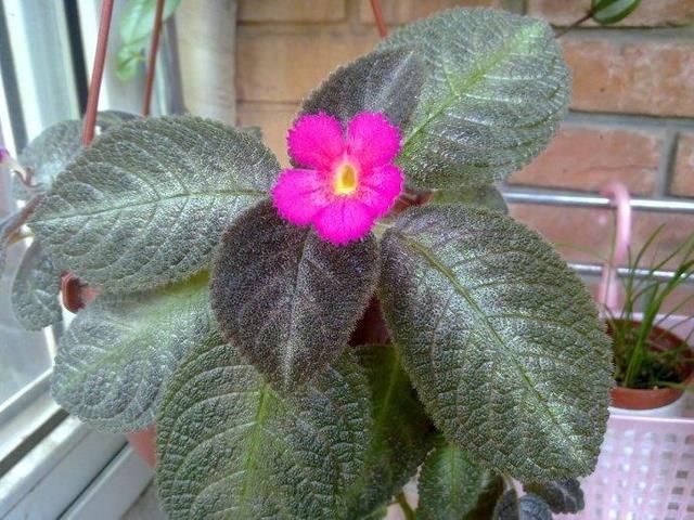 「家里」这花就叫“喜荫花”,光照不足都能开花,太美了!