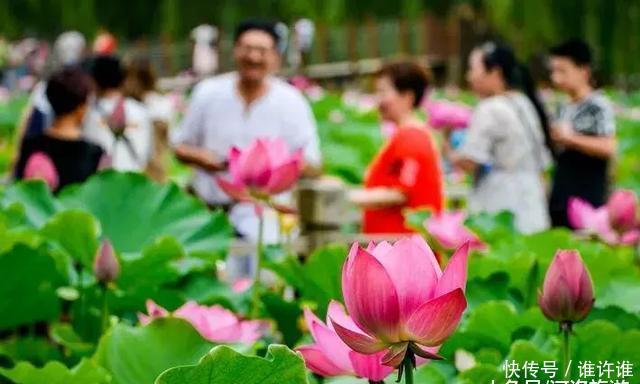 洛阳黄河滩万亩水稻熟了，新米收割古装佳丽美爆朋友圈