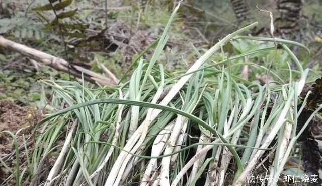 「值钱」在农田、山沟下,有1种奇特的“小根蒜”,碰见请珍惜,根茎值钱