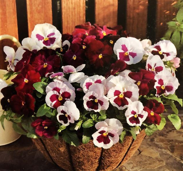 扦插繁殖■开花很勤、很美的“3种花儿”,给点阳光就开花,一直开花不断