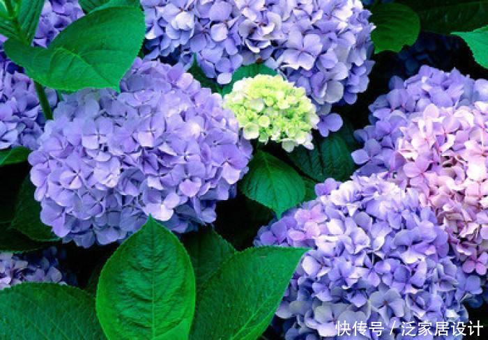 「花朵」3种花,就是开花小机器,花朵比碗大,阳台养一盆秒变下花园!