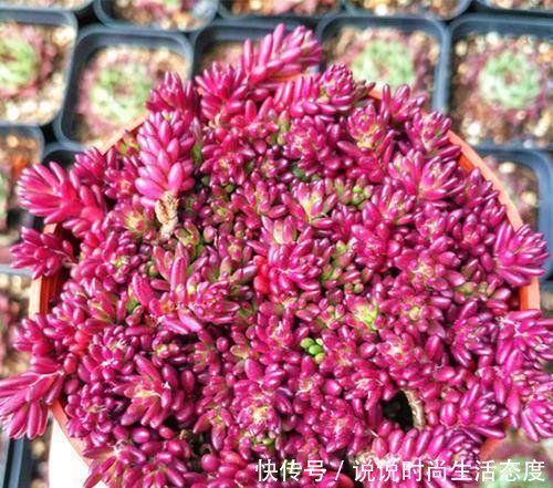  『像太阳花』多肉紫米粒，繁殖最容易，一粒变一群，3个月溢出盆