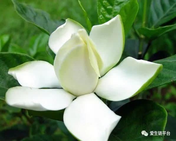  「栀子花」爱生链——很多人只知道栀子花太香，却不知道栀子浑身是宝！
