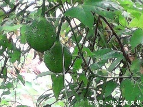  「营养」这植物叫“木鳖子”，种子有毒但果肉营养丰富，可惜越来越少见了！