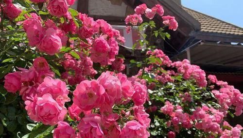  『野蔷薇』种棵“ 玫瑰蔷薇”，爆开10000朵，开成“花房”，四邻八舍都来看