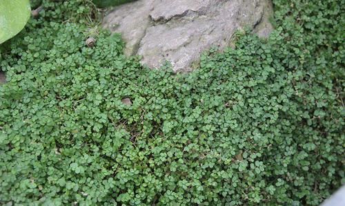 #适合#不想在院子里种草坪,这些观赏花很适合,光照充足和遮阴处都能养