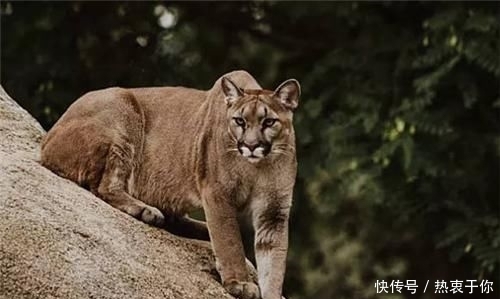 轻松@古代传说猛兽“彪”究竟是何物?能轻松打败老虎,我国现仅存3只