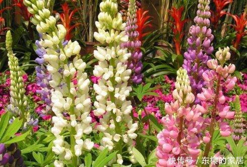 名字|路边6种“热花”,温度高就开花,路边扎堆长,能养成花海