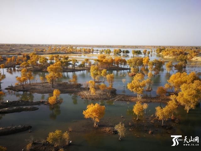  「胡杨林」2019年塔河输水近25亿立方米，惠及700万余亩胡杨林