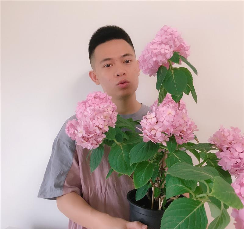  花儿■90天前，绣球花刚开箱，90天后，花儿已凋谢，一起来坐时光机~
