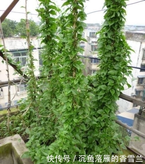  「种菜」春季阳台种“2种菜”，长势快，好吃又好养，吃了一回又一回
