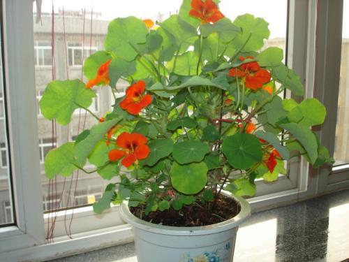  「盆栽」家庭养花选它，花量大，好养活，新手也会，是家庭盆栽佳品