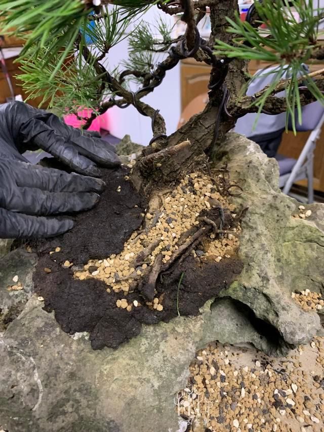 爱木盆景I 再碰上这样的石头不要扔了,做成盆景盆是相当漂亮