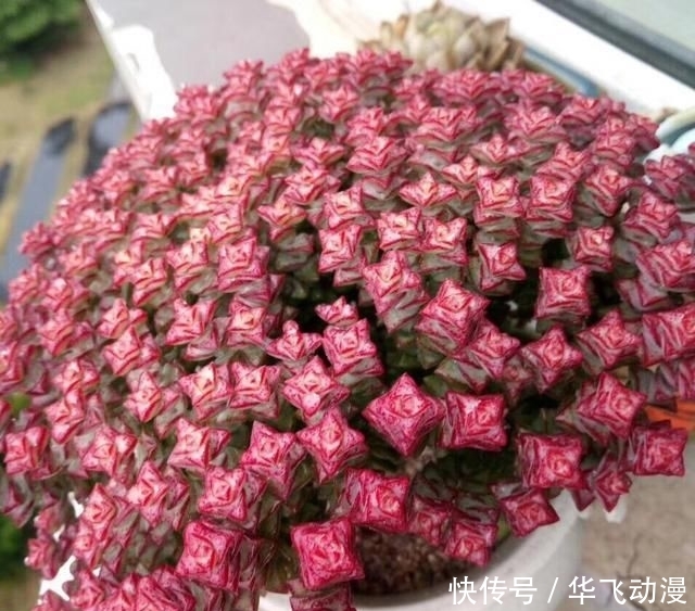  [养护]多肉“钱串子”，用这3个小妙招，一个“铜钱”也不掉
