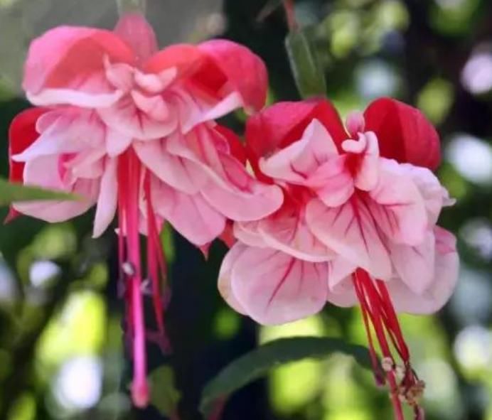  『随便』春天“4种花”随便养，长得快开花多，阳台养成“小花园”！